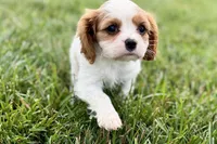 Violet, a female Cavalier King Charles Spaniel for sale in Sturgis, MI – 5 of 10