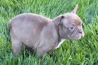 June , a female Frenchton for sale in Sturgis, MI – 2 of 10