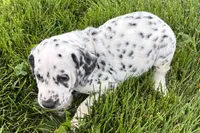 Lavon, a male Dalmatian for sale in Sturgis, MI – 5 of 9