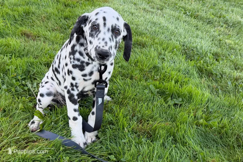 Levi – Dalmatian puppy for sale in Sturgis, MI