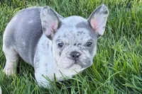 Jesse, a male Frenchton for sale in Sturgis, MI – 7 of 10