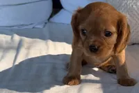 Sadie , a female Cavalier King Charles Spaniel for sale in Sturgis, MI – 3 of 10