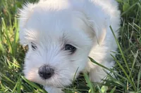 Oscar, a male Maltese for sale in Sturgis, MI – 3 of 7