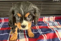 Major, a male Cavalier King Charles Spaniel for sale in Sturgis, MI – 4 of 10