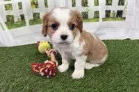 Tanner, a male Cavalier King Charles Spaniel for sale in Sturgis, MI – Photo 2 of 7