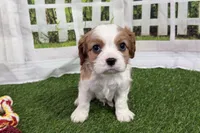 Tanner, a male Cavalier King Charles Spaniel for sale in Sturgis, MI – Photo 7 of 7
