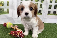 Tanner, a male Cavalier King Charles Spaniel for sale in Sturgis, MI – Photo 1 of 7