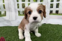 Tanner, a male Cavalier King Charles Spaniel for sale in Sturgis, MI – Photo 6 of 7