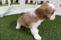 Tanner, a male Cavalier King Charles Spaniel for sale in Sturgis, MI – Photo 5 of 7