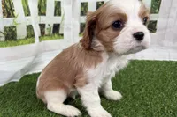 Tanner, a male Cavalier King Charles Spaniel for sale in Sturgis, MI – Photo 4 of 7