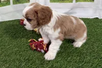 Tanner, a male Cavalier King Charles Spaniel for sale in Sturgis, MI – Photo 3 of 7