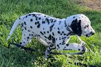 Lamar, a male Dalmatian for sale in Sturgis, MI – 4 of 9
