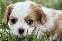 Hopper , a male Cavalier King Charles Spaniel for sale in Sturgis, MI – 5 of 10