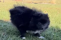 Laley, a female Pomeranian for sale in Sturgis, MI – Photo 3 of 6