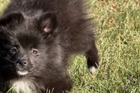 Laley, a female Pomeranian for sale in Sturgis, MI – Photo 5 of 6