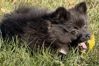 Laley, a female Pomeranian for sale in Sturgis, MI – Photo 4 of 6