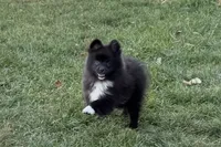 Laley, a female Pomeranian for sale in Sturgis, MI – Photo 1 of 6