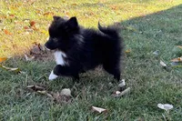 Laley, a female Pomeranian for sale in Sturgis, MI – Photo 2 of 6