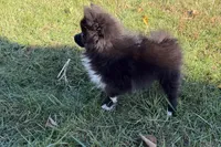 Laley, a female Pomeranian for sale in Sturgis, MI – Photo 6 of 6
