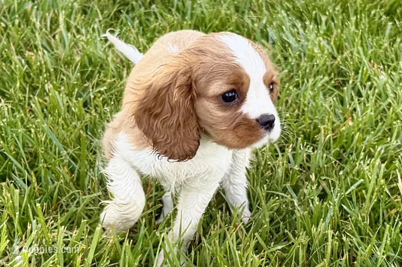 Rusty – Cavalier King Charles Spaniel puppy for sale in Sturgis, MI
