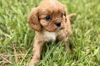 Aiden, a male Cavalier King Charles Spaniel for sale in Sturgis, MI – 7 of 10