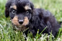 Forest, a male Cavalier King Charles Spaniel and Poodle - Miniature  for sale in Sturgis, MI – 9 of 10