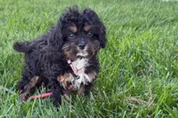 Nora , a female Cavapoo for sale in Sturgis, MI – 3 of 10