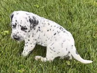 Larry, a male Dalmatian for sale in Sturgis, MI – 4 of 10