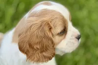 Remy, a male Cavalier King Charles Spaniel for sale in Sturgis, MI – 10 of 10