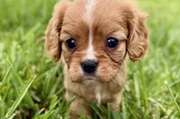 Alyssa, a female Cavalier King Charles Spaniel for sale in Sturgis, MI – 10 of 10
