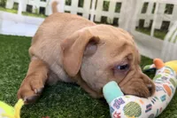 Gali, a female Chinese Shar-Pei and Cocker Spaniel for sale in Sturgis, MI – Photo 2 of 9