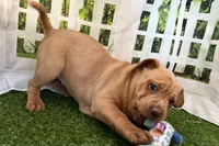 Gali, a female Chinese Shar-Pei and Cocker Spaniel for sale in Sturgis, MI – Photo 8 of 9