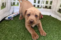 Gali, a female Chinese Shar-Pei and Cocker Spaniel for sale in Sturgis, MI – Photo 4 of 9
