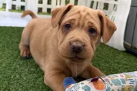 Gali, a female Chinese Shar-Pei and Cocker Spaniel for sale in Sturgis, MI – Photo 7 of 9