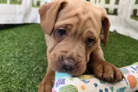 Gali, a female Chinese Shar-Pei and Cocker Spaniel for sale in Sturgis, MI – Photo 9 of 9
