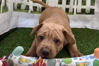 Gali, a female Chinese Shar-Pei and Cocker Spaniel for sale in Sturgis, MI – Photo 3 of 9