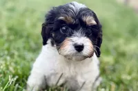 Frankie, a male Cavalier King Charles Spaniel and Poodle - Miniature  for sale in Sturgis, MI – 7 of 10