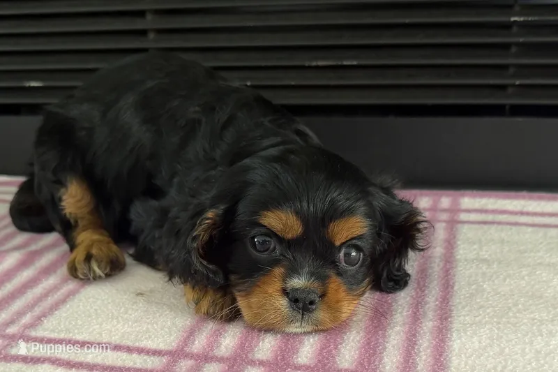 Morgan – Cavalier King Charles Spaniel puppy for sale in Sturgis, MI