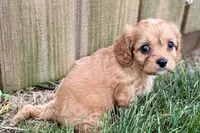 Falcon, a male Cavalier King Charles Spaniel and Poodle - Miniature  for sale in Sturgis, MI – 6 of 10