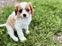 Valor, a female Cavalier King Charles Spaniel for sale in Sturgis, MI – 6 of 10