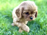 Minnie , a female Cavalier King Charles Spaniel for sale in Sturgis, MI – Photo 6 of 9