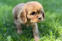 Minnie , a female Cavalier King Charles Spaniel for sale in Sturgis, MI – Photo 7 of 9