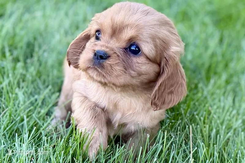 Minnie , a female Cavalier King Charles Spaniel for sale in Sturgis, MI – Photo 1 of 9