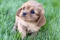 Minnie , a female Cavalier King Charles Spaniel for sale in Sturgis, MI – Photo 1 of 9