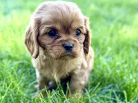 Minnie , a female Cavalier King Charles Spaniel for sale in Sturgis, MI – Photo 8 of 9