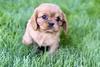 Minnie , a female Cavalier King Charles Spaniel for sale in Sturgis, MI – Photo 5 of 9