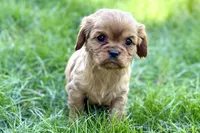 Minnie , a female Cavalier King Charles Spaniel for sale in Sturgis, MI – Photo 4 of 9