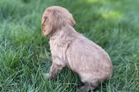 Minnie , a female Cavalier King Charles Spaniel for sale in Sturgis, MI – Photo 9 of 9