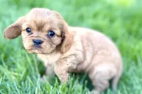 Minnie , a female Cavalier King Charles Spaniel for sale in Sturgis, MI – Photo 3 of 9