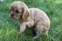 Minnie , a female Cavalier King Charles Spaniel for sale in Sturgis, MI – Photo 2 of 9